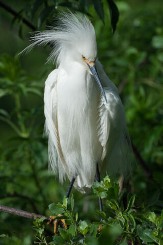 Ardeidae, Behavior, Display, Displaying, Egretta rufescens, Egretta thula, Herons and Egrets, Snowy, Snowy Egret, Wildlife, animals...