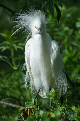 A snowy egret perched on abranch puts on a courtship display dance while fully decked out in its courtship plumage. 