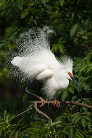 A snowy egret perched on abranch puts on a courtship display dance while fully decked out in its courtship plumage. 