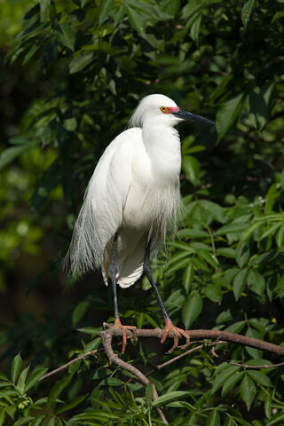 A snowy egret perched on abranch puts on a courtship display dance while fully decked out in its courtship plumage. 