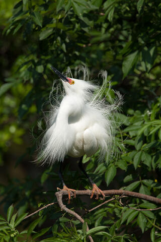 Ardeidae, Behavior, Display, Displaying, Egretta rufescens, Egretta thula, Herons and Egrets, Snowy, Snowy Egret, Wildlife, animals...