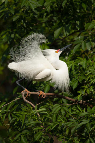 Ardeidae, Behavior, Display, Displaying, Egretta rufescens, Egretta thula, Herons and Egrets, Snowy, Snowy Egret, Wildlife, animals...