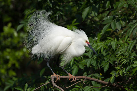 A snowy egret perched on abranch puts on a courtship display dance while fully decked out in its courtship plumage. 