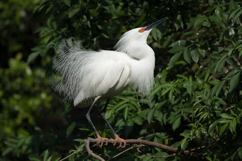 Ardeidae, Behavior, Display, Displaying, Egretta rufescens, Egretta thula, Herons and Egrets, Snowy, Snowy Egret, Wildlife, animals...