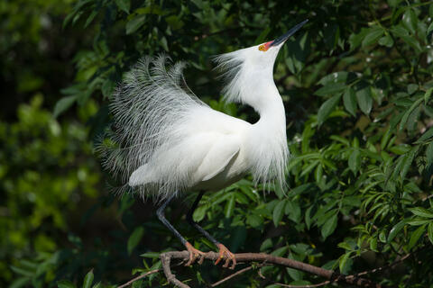 A snowy egret perched on abranch puts on a courtship display dance while fully decked out in its courtship plumage. 