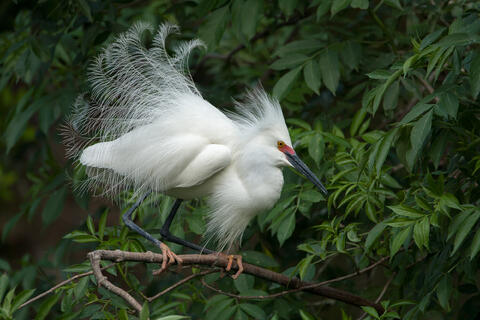 Ardeidae, Behavior, Display, Displaying, Egretta rufescens, Egretta thula, Herons and Egrets, Snowy, Snowy Egret, Wildlife, animals...