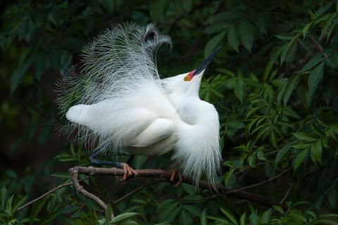 A snowy egret perched on abranch puts on a courtship display dance while fully decked out in its courtship plumage. 