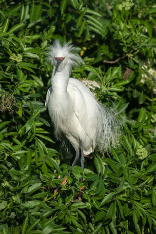 Ardeidae, Behavior, Display, Displaying, Egretta rufescens, Egretta thula, Herons and Egrets, Snowy, Snowy Egret, Wildlife, animals...