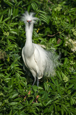 A snowy egret perched on abranch puts on a courtship display dance while fully decked out in its courtship plumage. 