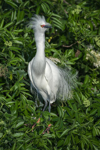 Ardeidae, Behavior, Display, Displaying, Egretta rufescens, Egretta thula, Herons and Egrets, Snowy, Snowy Egret, Wildlife, animals...