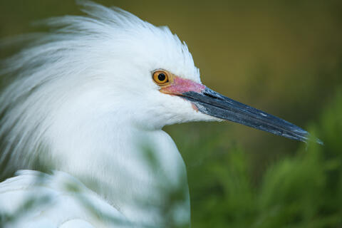 A snowy egret in brreding plumage is shown in a close up portait of its head. 