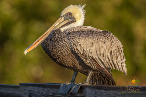 Brown Pelican in non-Breeding Plumage on Rail 
