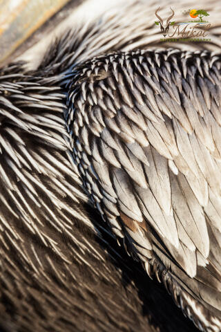 Brown Pelican Feather Closeup 