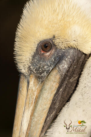 Closeup of brown pelican head in non-breeding plumage. 