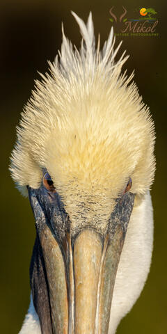 Brown Pelican close-up view from the front