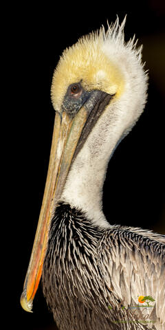 Male Brown Pelican Head in Breeding Plumage