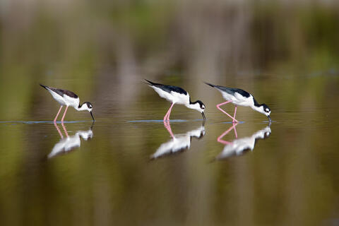 Three black-necked stilts with pink legs, including one juvenile, wade and forage in calm, shallow, reflective water with pastel colors