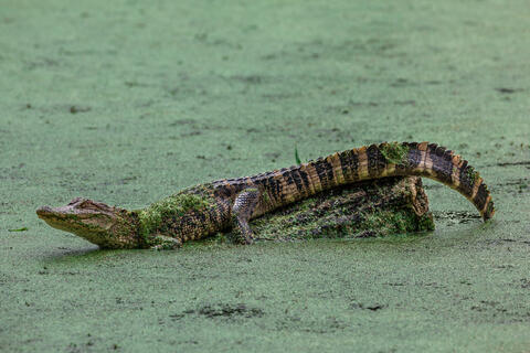 Juvenile Alligator resting on a log