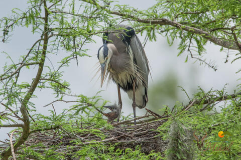 Great Blue Heron with young hatchling in nest in sc usa in the spring