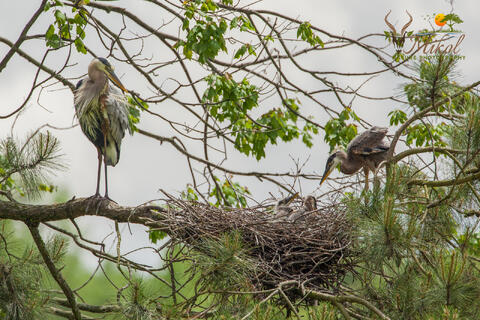 A Great Blue Heron and its young looking into nest as both parents are present