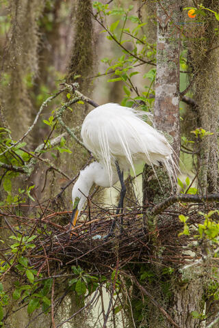 Great egret tending the eggs in the nest