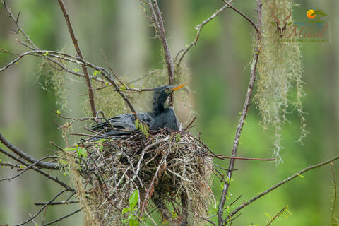 anhinga sits on a nest in the rain during the mating season in SC