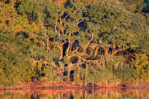 A great blue heron is seen in the morning perched in a live oak tree growing along the salt marsh in South Carolina, usa