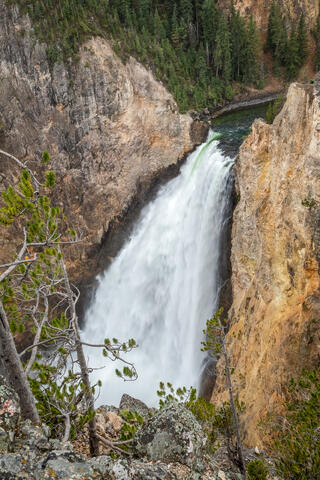 Portrait or vertical view of the Lower Falls of the Yellowstone River of Yellowstone National Park in Montana in the summer. 