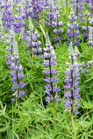 Lupines bloom abundantly during the long summer in Alaska, USA