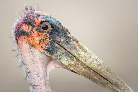 Detailed, close up portrait of a Marabou stork