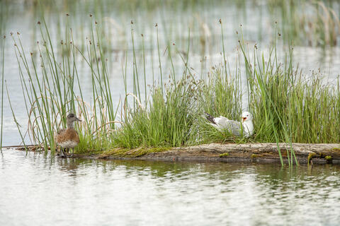 A nesting Mew Gull warns off an American Wigeon when it approaches too closely for her comfort. in alaska in the summer