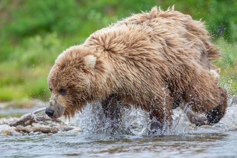 Ak, Alaska, America, August, Brook, Brown, Caniformia, Carnivora, Color, Colors, Katmai, Mammalia, National Park, Park, Protected...