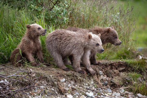 Ak, Alaska, America, August, Brook, Brown, Caniformia, Carnivora, Color, Colors, Katmai, Mammalia, National Park, Park, Protected...