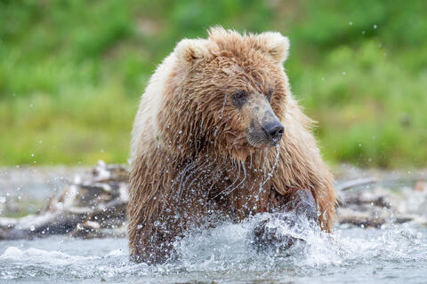 Ak, Alaska, America, August, Brook, Brown, Caniformia, Carnivora, Color, Colors, Katmai, Mammalia, National Park, Park, Protected...