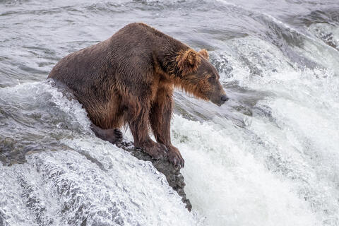 Ak, Alaska, America, August, Brook, Brown, Caniformia, Carnivora, Color, Colors, Katmai, Mammalia, National Park, Park, Protected...