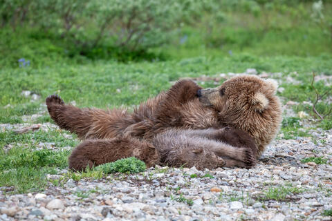 Ak, Alaska, America, August, Brook, Brown, Caniformia, Carnivora, Color, Colors, Katmai, Mammalia, National Park, Park, Protected...