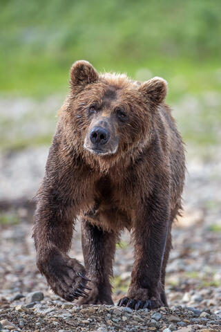Ak, Alaska, America, August, Brook, Brown, Caniformia, Carnivora, Color, Colors, Katmai, Mammalia, National Park, Park, Protected...