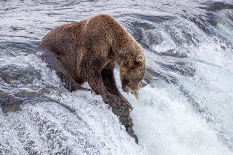 Ak, Alaska, America, August, Brook, Brown, Caniformia, Carnivora, Color, Colors, Katmai, Mammalia, National Park, Park, Protected...