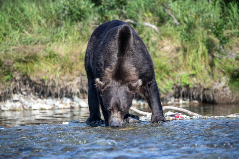 Ak, Alaska, America, August, Brook, Brown, Caniformia, Carnivora, Color, Colors, Katmai, Mammalia, National Park, Park, Protected...