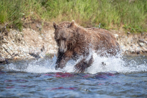 Ak, Alaska, America, August, Brook, Brown, Caniformia, Carnivora, Color, Colors, Katmai, Mammalia, National Park, Park, Protected...