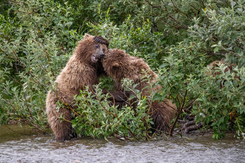 Ak, Alaska, America, August, Brook, Brown, Caniformia, Carnivora, Color, Colors, Katmai, Mammalia, National Park, Park, Protected...