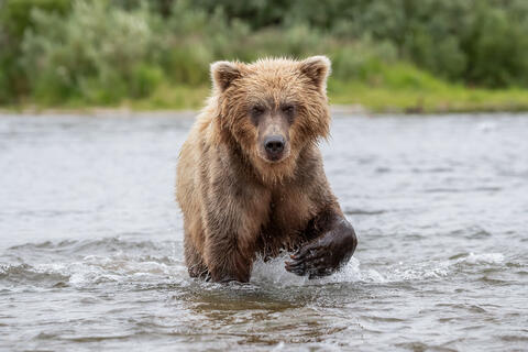 Ak, Alaska, America, August, Brook, Brown, Caniformia, Carnivora, Color, Colors, Katmai, Mammalia, National Park, Park, Protected...