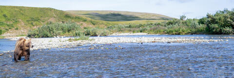 Ak, Alaska, America, August, Brook, Brown, Caniformia, Carnivora, Color, Colors, Katmai, Mammalia, National Park, Park, Protected...