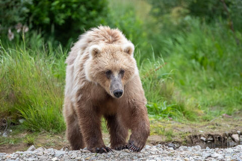 Ak, Alaska, America, August, Brook, Brown, Caniformia, Carnivora, Color, Colors, Katmai, Mammalia, National Park, Park, Protected...