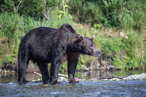 Ak, Alaska, America, August, Brook, Brown, Caniformia, Carnivora, Color, Colors, Katmai, Mammalia, National Park, Park, Protected...