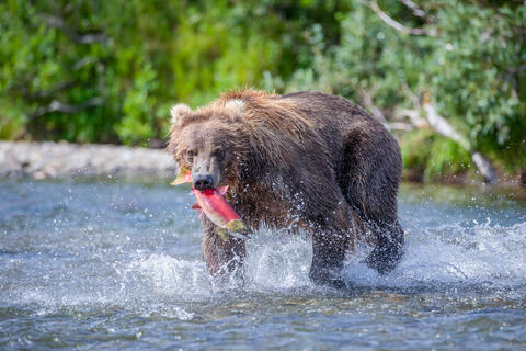 Ak, Alaska, America, August, Brook, Brown, Caniformia, Carnivora, Color, Colors, Katmai, Mammalia, National Park, Park, Protected...