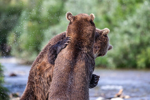 Ak, Alaska, America, August, Brook, Brown, Caniformia, Carnivora, Color, Colors, Katmai, Mammalia, National Park, Park, Protected...