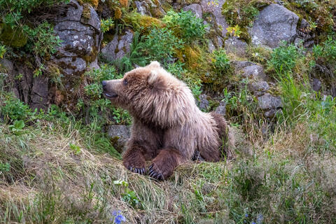 Ak, Alaska, America, August, Brook, Brown, Caniformia, Carnivora, Color, Colors, Katmai, Mammalia, National Park, Park, Protected...