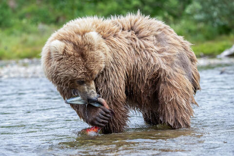 Ak, Alaska, America, August, Brook, Brown, Caniformia, Carnivora, Color, Colors, Katmai, Mammalia, National Park, Park, Protected...