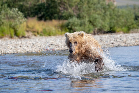 Ak, Alaska, America, August, Brook, Brown, Caniformia, Carnivora, Color, Colors, Katmai, Mammalia, National Park, Park, Protected...